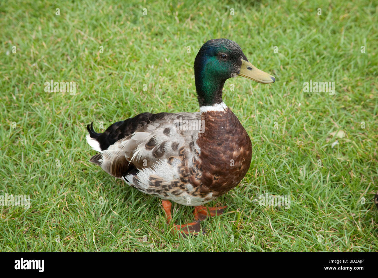Männliche Stockente Ente (Anas Platyrhynchos) Stoke Gabriel Devon England Stockfoto