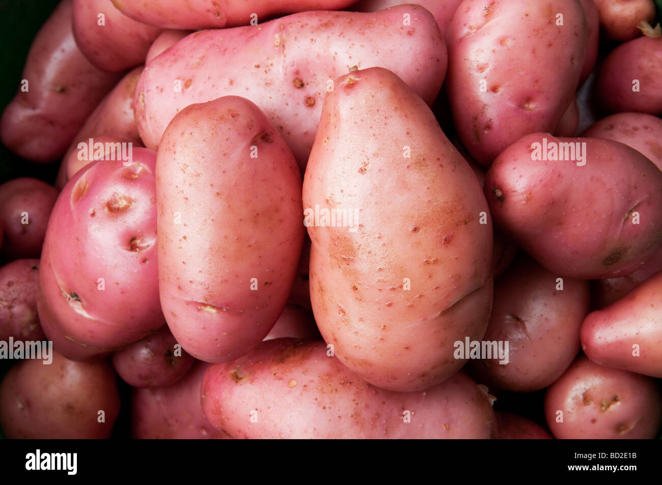 Desiree Maincrop Biokartoffeln Stockfoto