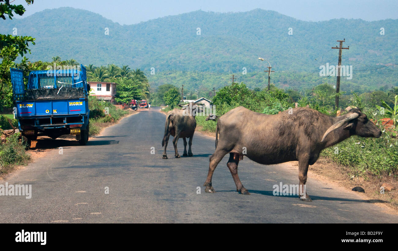 Wasserbüffel auf Road South Goa Indien Stockfoto