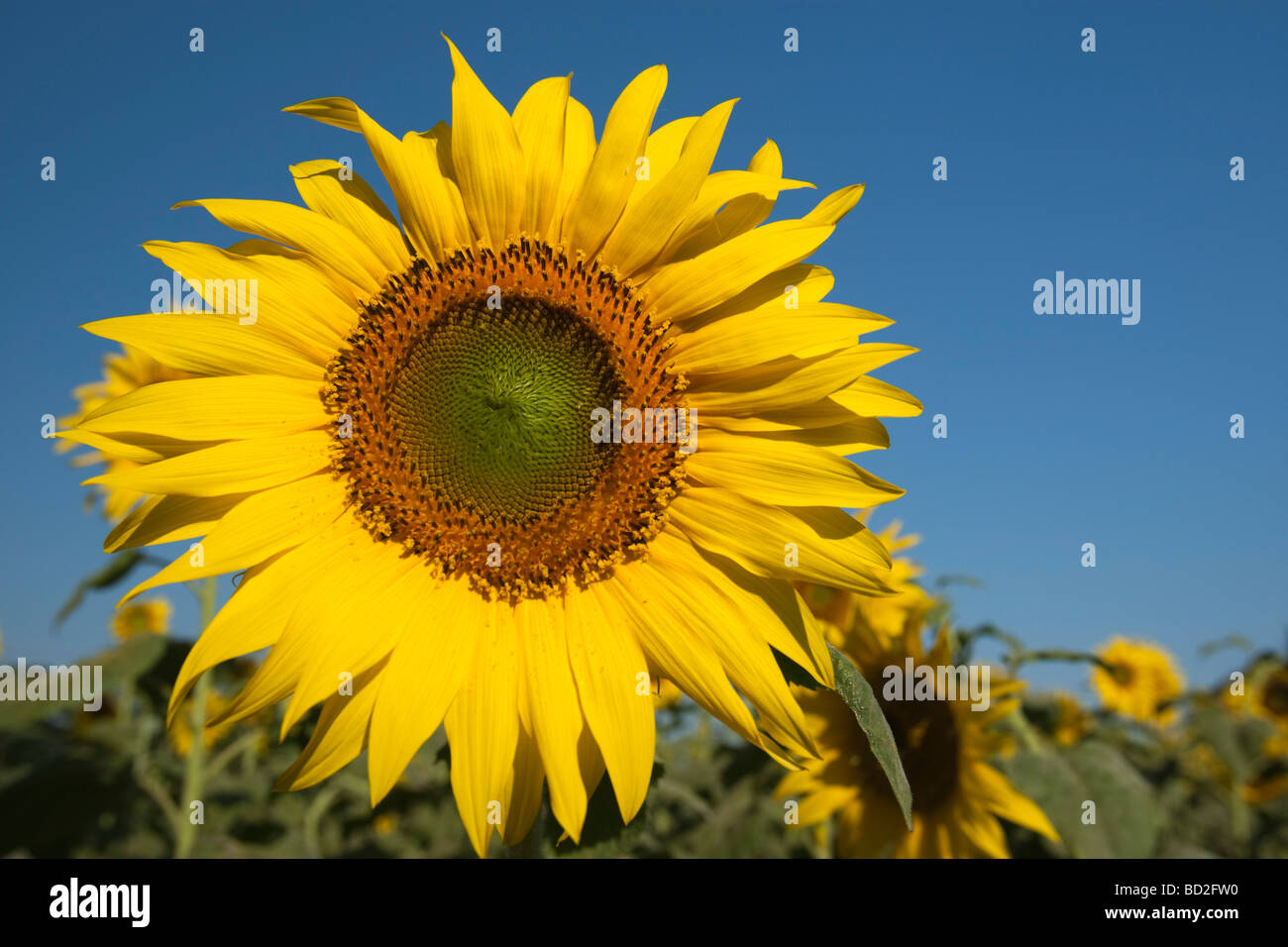 Sonnenblumenfeld Indien Stockfoto