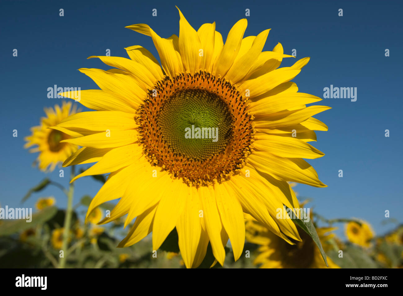 Sonnenblumenfeld Indien Stockfoto