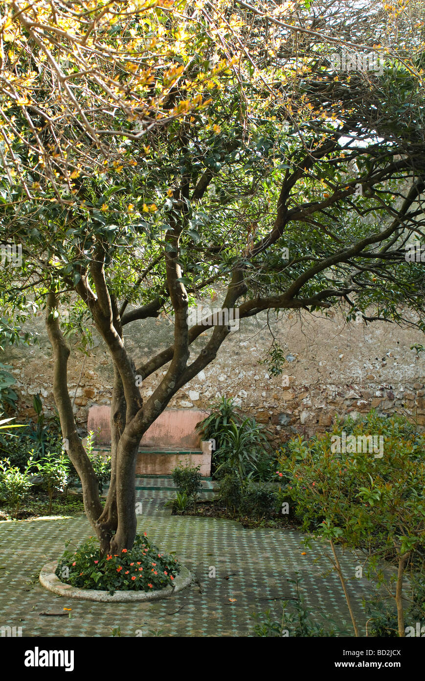 Baum im Garten des Sultans der Dar el Makhzen Kasbah beherbergt nun ein