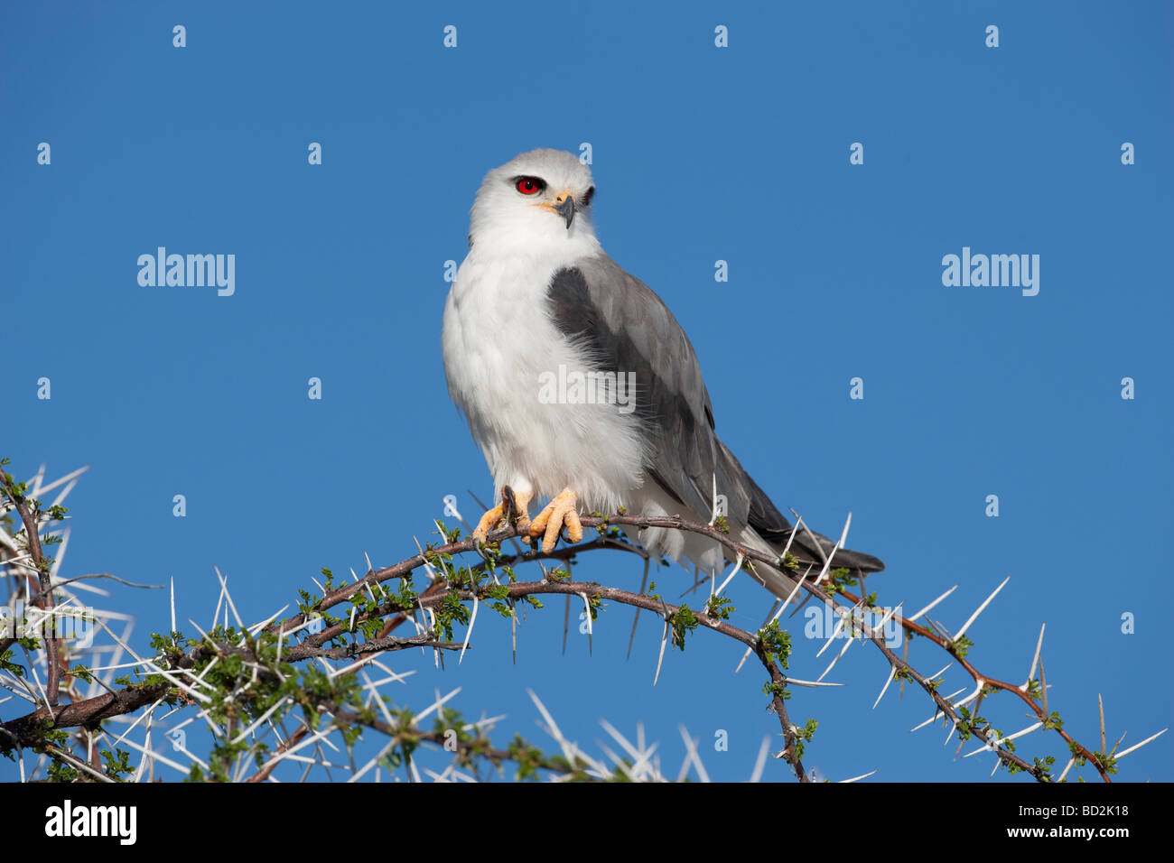 Schwarze Drachen Elanus Caeruleus Etosha Nationalpark Namibia geschultert Stockfoto