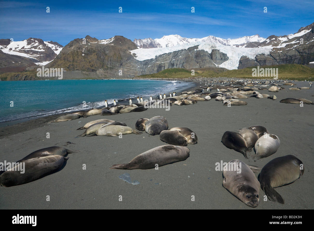 See-Elefant Welpen Mirounga Leonina und König Penguins Aptenodytes Patagonicus teilen den Strand bei Gold Harbour South Georgia Stockfoto
