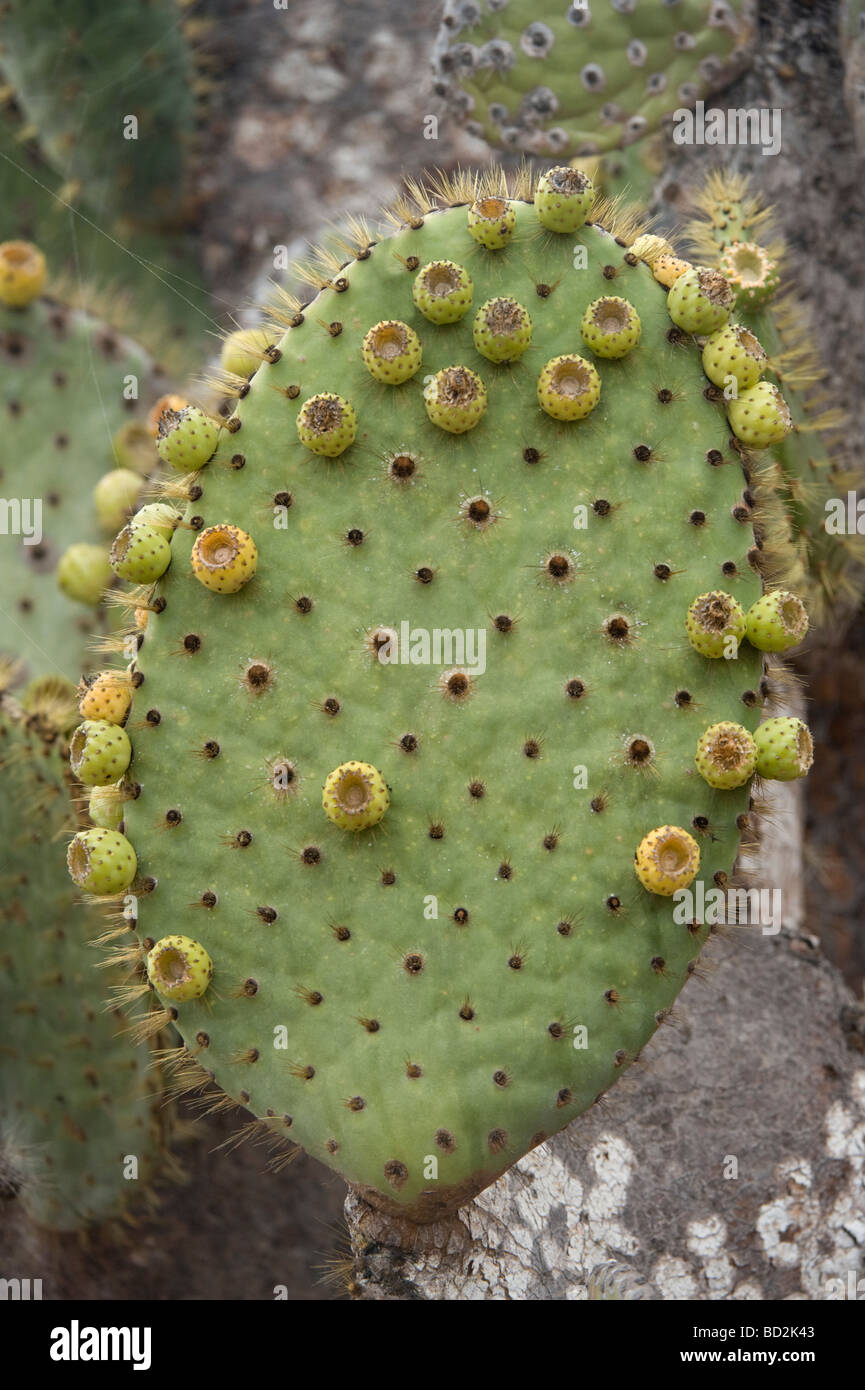 Galapagos-Feigenkaktus (Opuntia Galapageia var. Profusa) Pads mit Obst kann Rabida Insel Galapagos Pazifik Südamerika Stockfoto