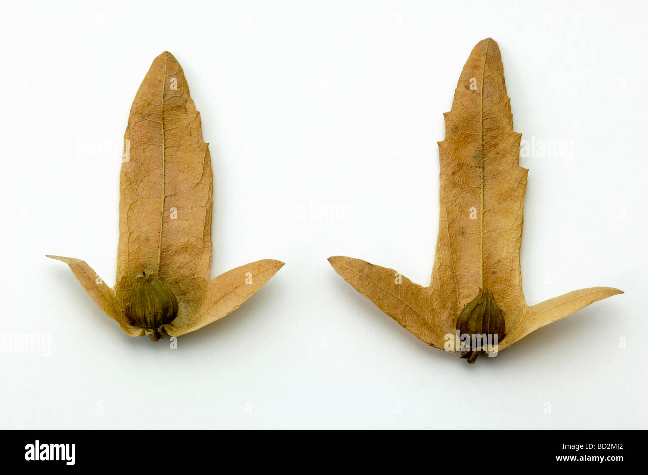 Gemeinsamen Hainbuche, Europäische Hainbuche (Carpinus Betulus), Samen, Studio Bild Stockfoto