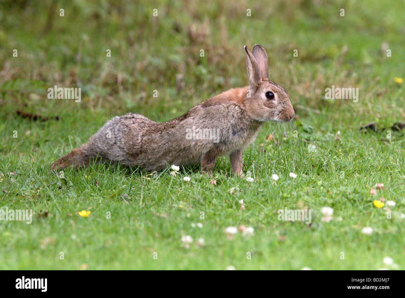 Junge Kaninchen - Oryctolagus cuniculus Stockfoto