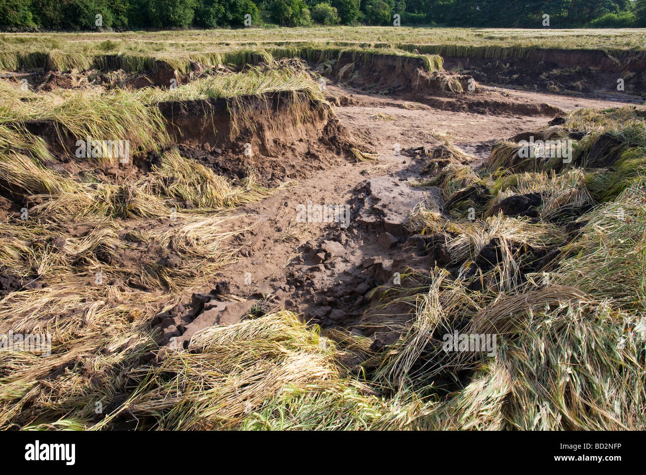 Die Durham-Schlucht, die durch übermäßige Regenfälle verursachten, wie Klimawandel mehr Erosion beschleunigt wird auftreten. Stockfoto