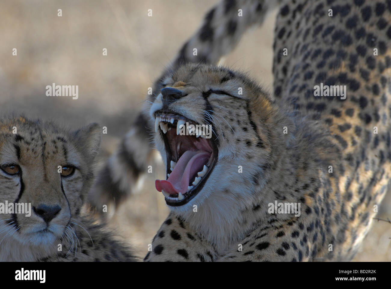 Junge männliche Geparden Gähnen und dehnen vor dem gehen auf die Jagd. Kruger National Park, Südafrika Stockfoto