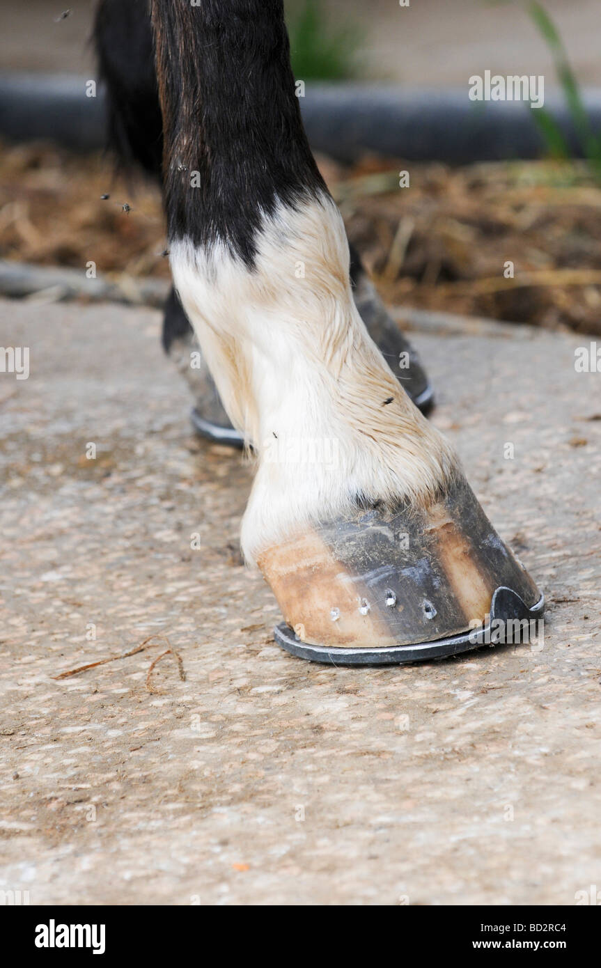 Neue Schuhe an den Pferdehufen s angehängt Stockfoto