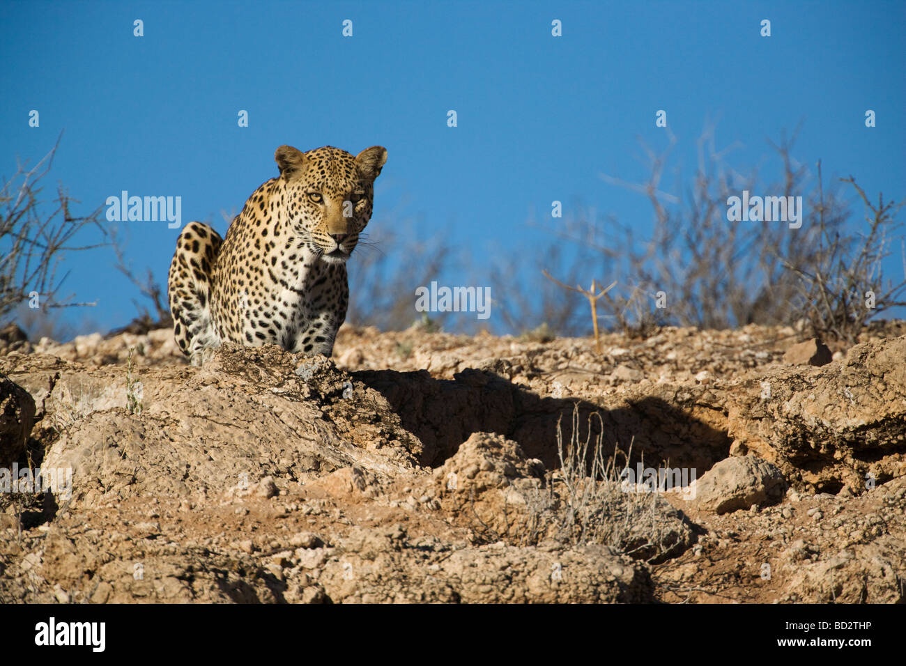 Männliche Leoparden Pathera Pardus Kgalagadi Transfrontier Park Northern Cape in Südafrika Stockfoto