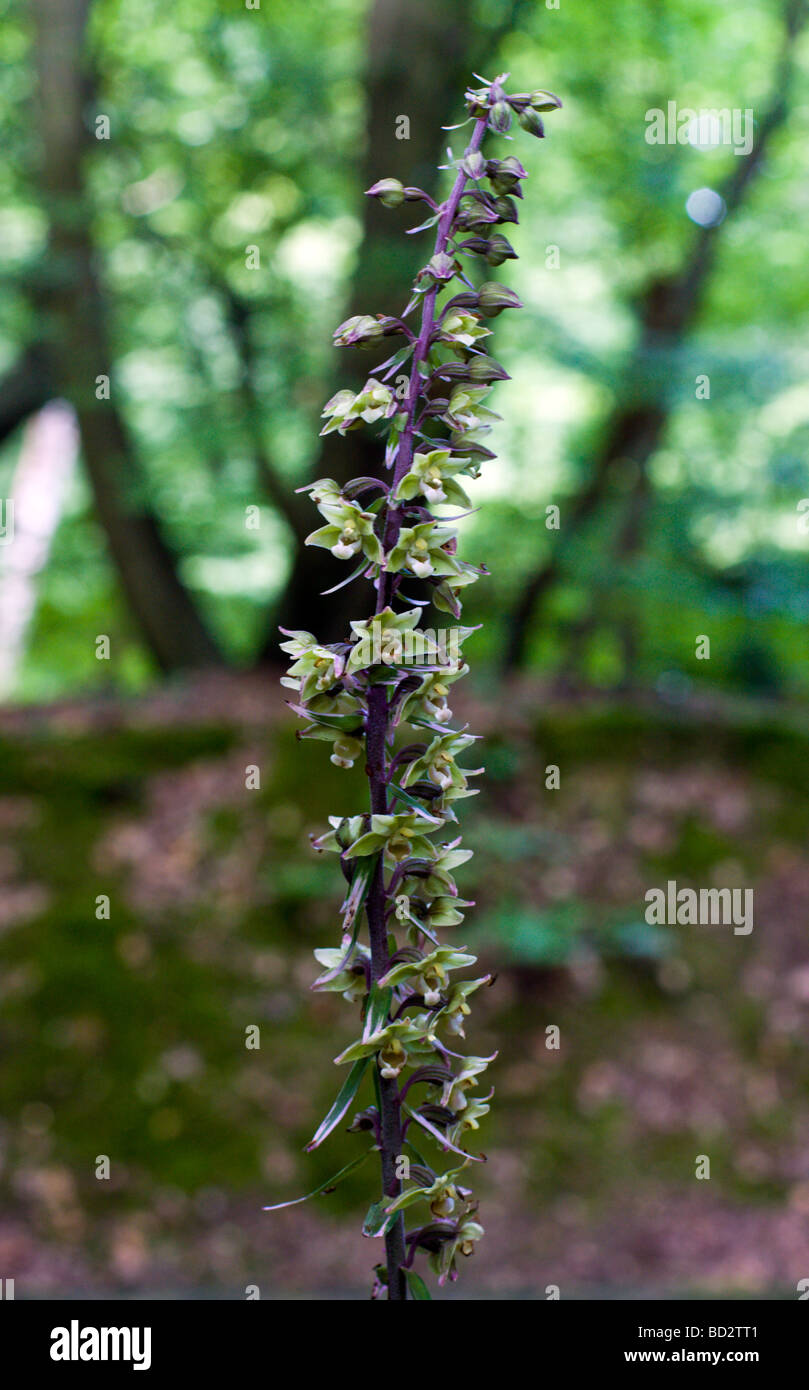 Violette Helleborine Stockfoto