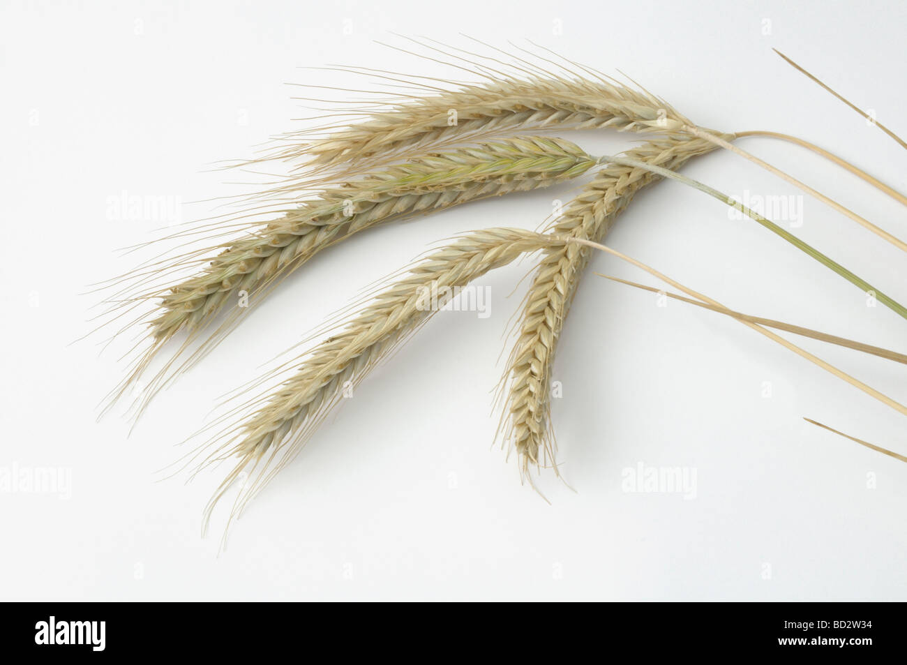 Roggen (Secale Cereale), vier Reifen Ohren, Studio Bild Stockfoto