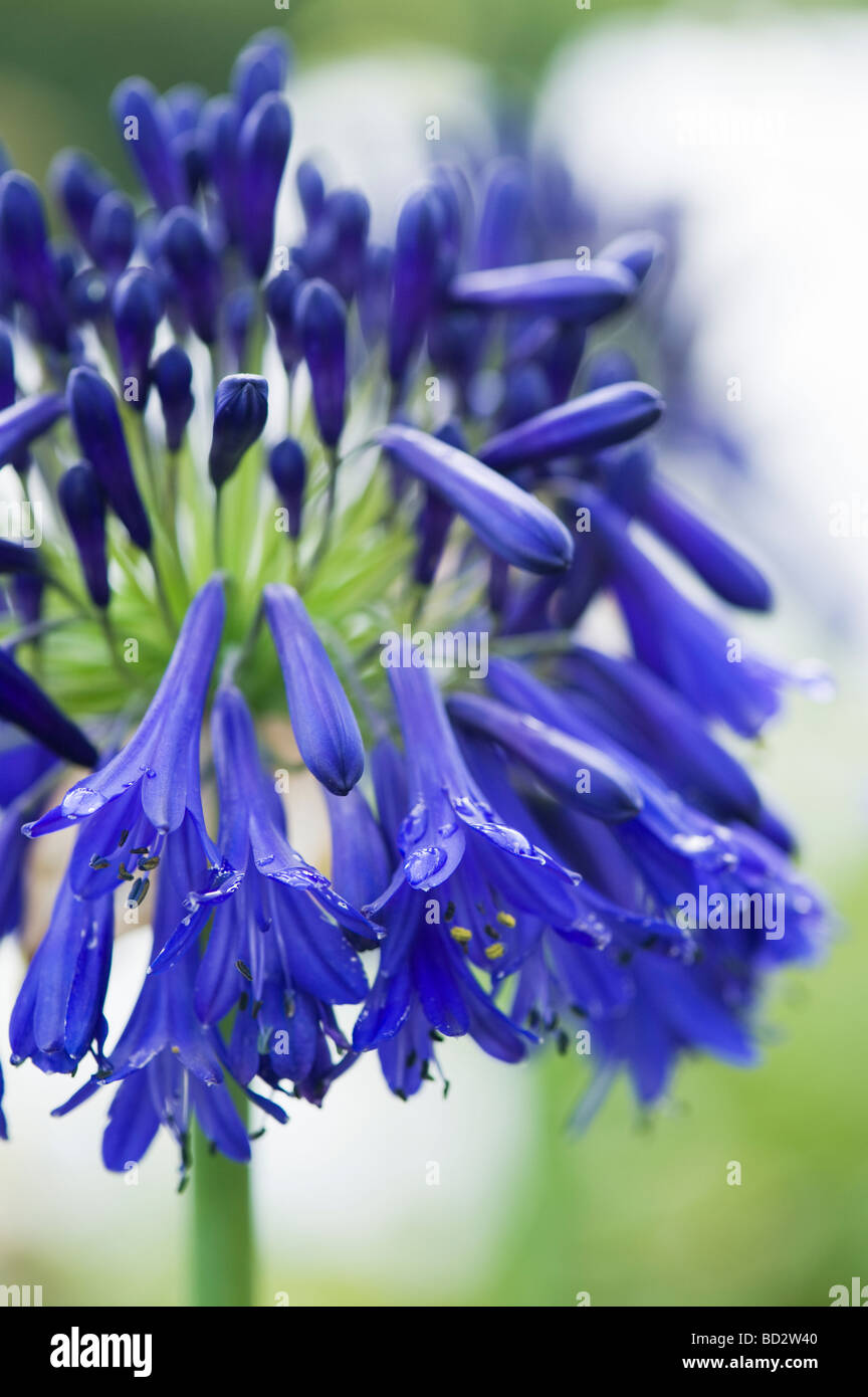Blaue afrikanische lilie agapanthus Fotos und Bildmaterial in hoher