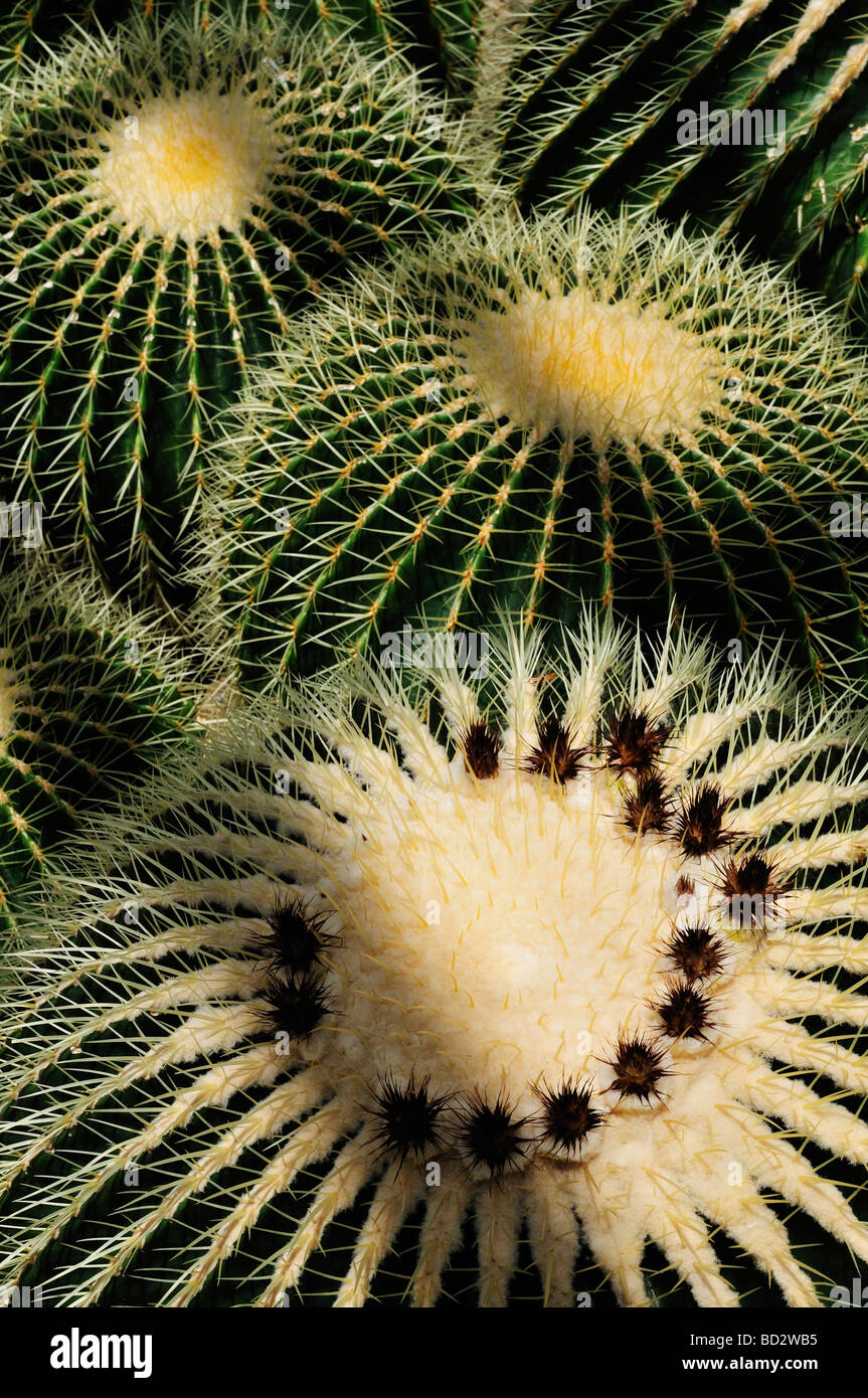 Goldener Fasskaktus Echinocactus grusonii. Ein runder Kaktus mit gelben  Blten und vielen Stacheln Stockfotografie - Alamy