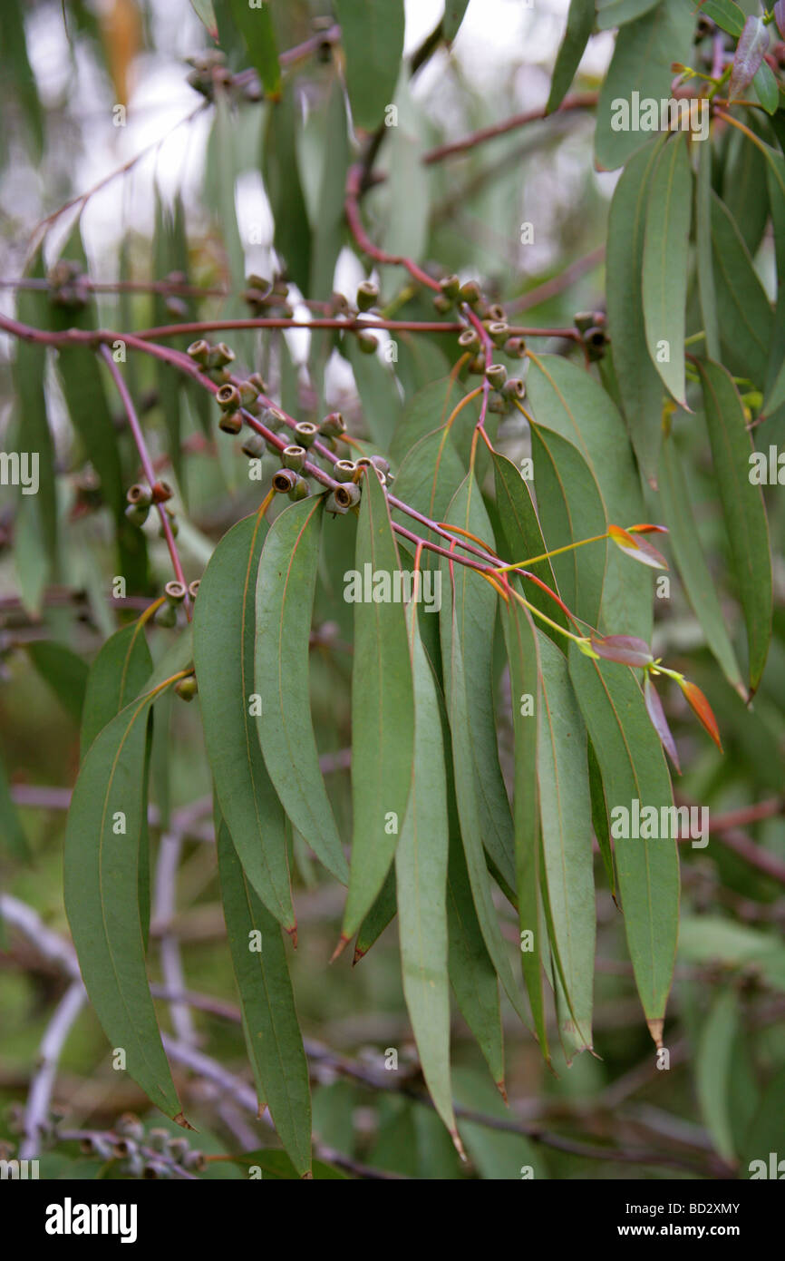 Spinnerei Gum Tree, Eukalyptus Perriniana, Myrtaceae, Victoria, Australien Stockfoto