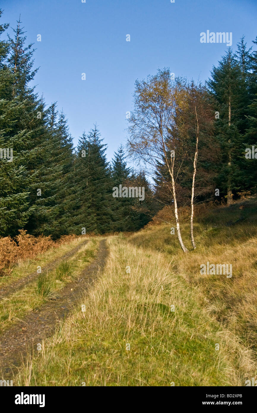 Waldweg auf die Meggernie und Seen Estates, Glen Lyon. Stockfoto