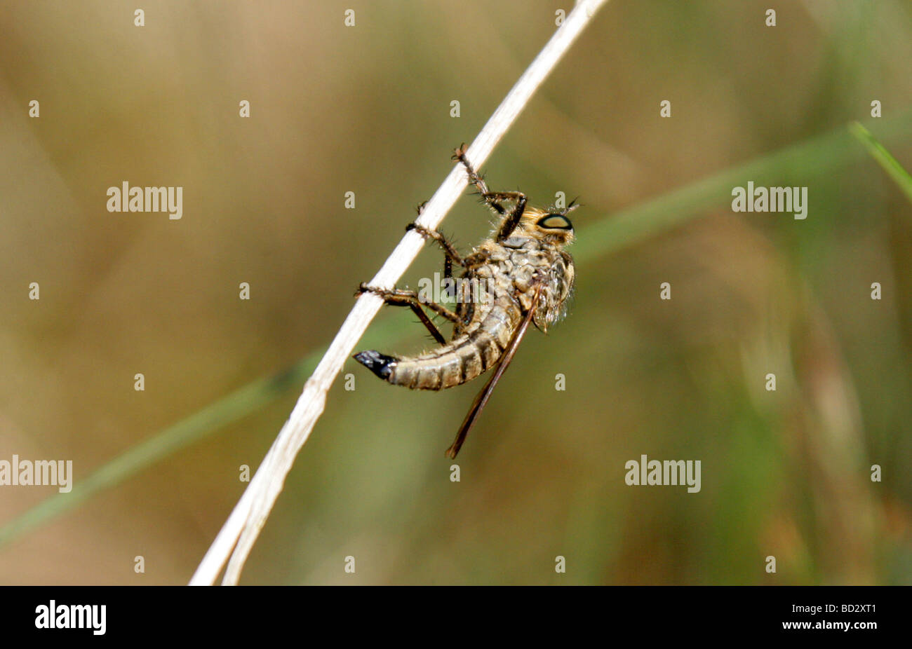 Gewöhnliche Awl-Robberfly, Neoitamus cyanurus Syn. Asilus cyanurus, Asilae, Asiliae, Diptera. GROSSBRITANNIEN Stockfoto