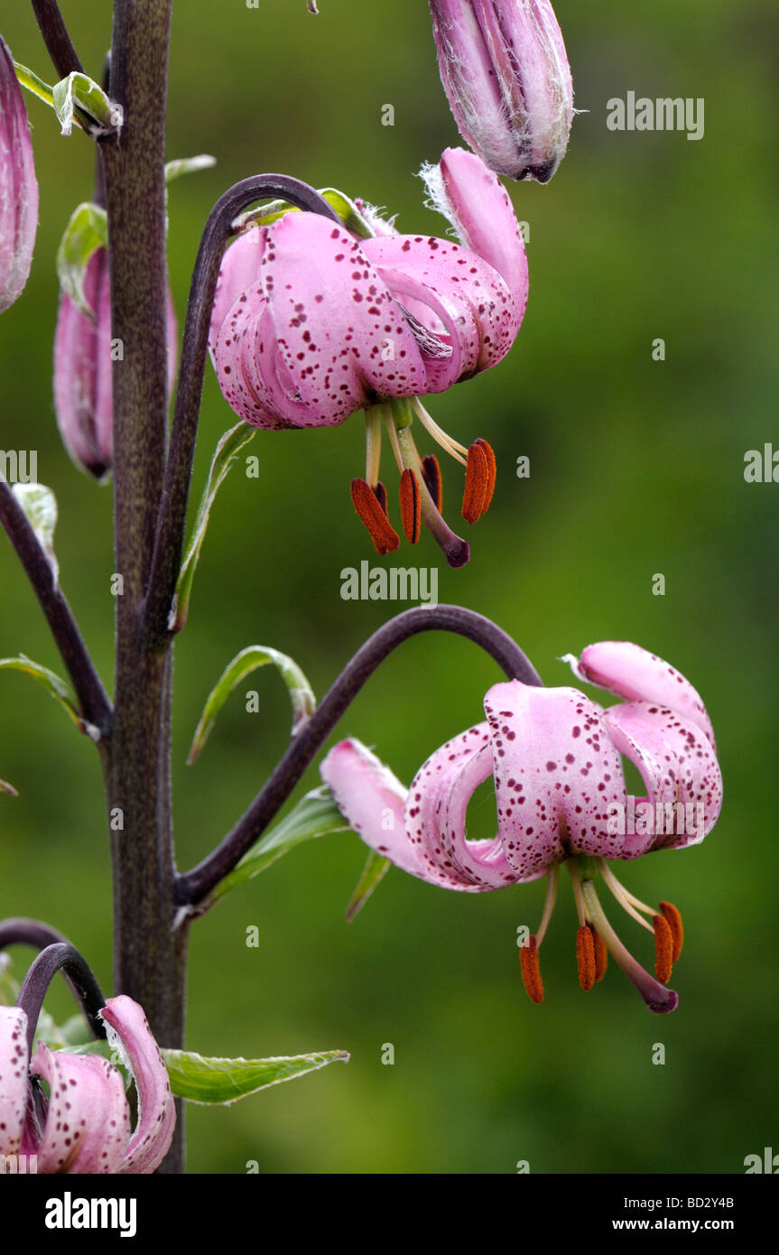 Türken Kappe, Martagon-Lilie (Lilium Martagon), Blumen Stockfoto