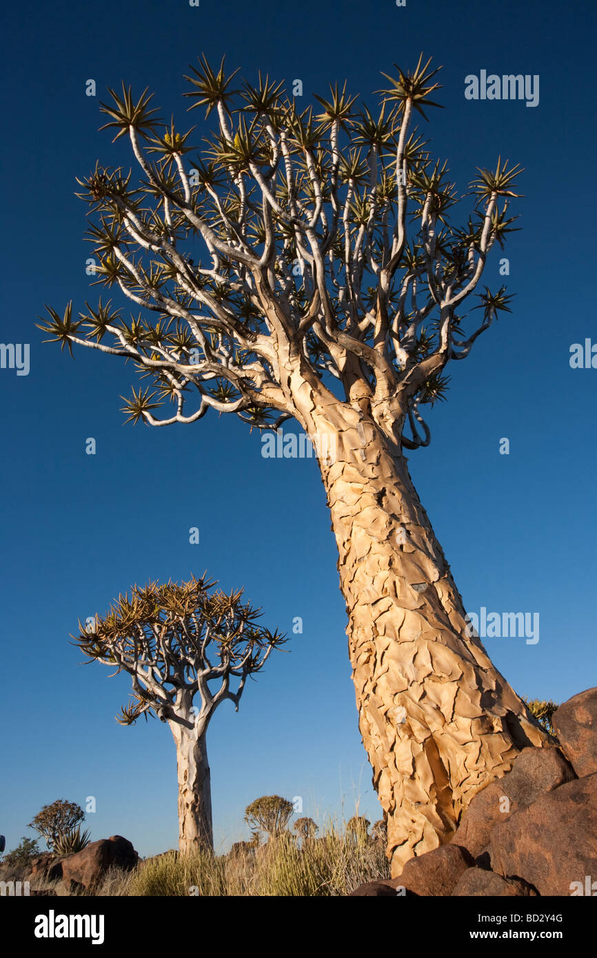 Köcher Bäume Aloe Dichotoma Köcherbaumwald Keetmanshoop Namibia Afrika Stockfoto