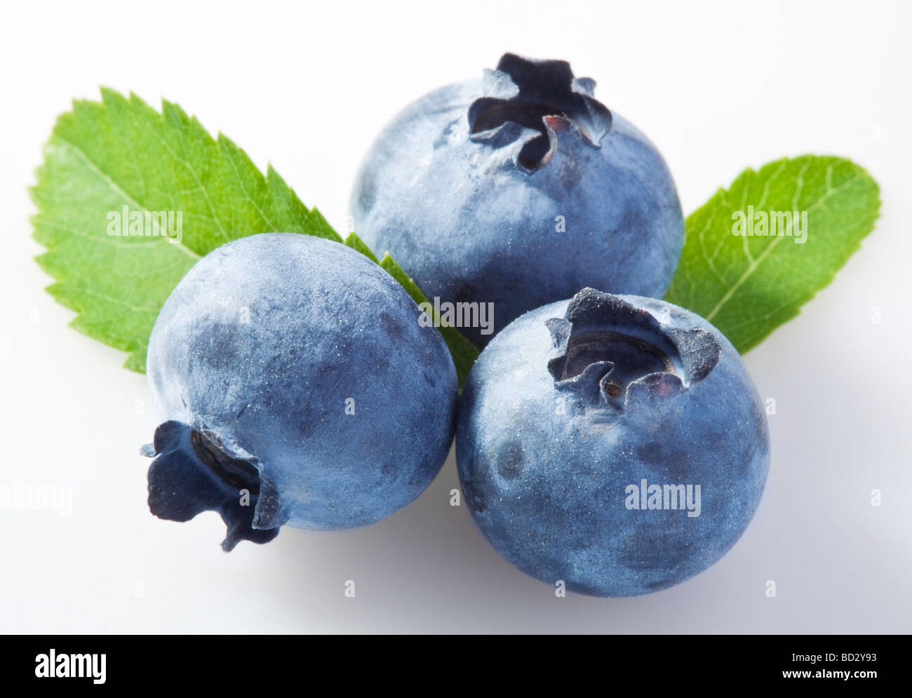 Heidelbeeren auf weißem Hintergrund Stockfoto