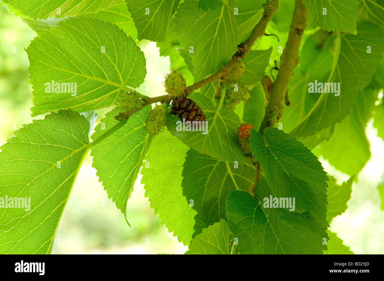 Früchte Reifen auf einen Maulbeerbaum Stockfoto