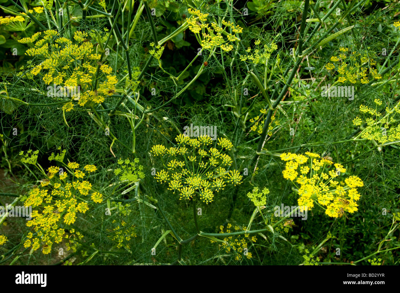 Fenchel-Blüten wachsen in einem Garten. Stockfoto