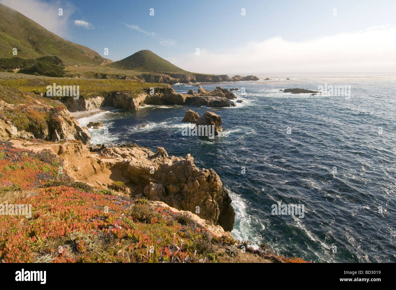 Wildblumen entlang der felsigen Klippen an der Küste von Big Sur in Kalifornien Stockfoto