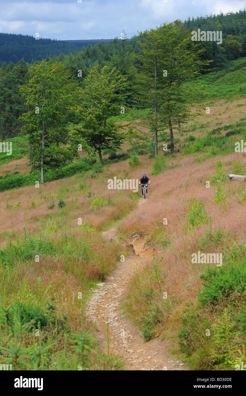 Ein Cross-Country-Mountainbike-Fahrer fährt eine Spur in Südwales. Stockfoto