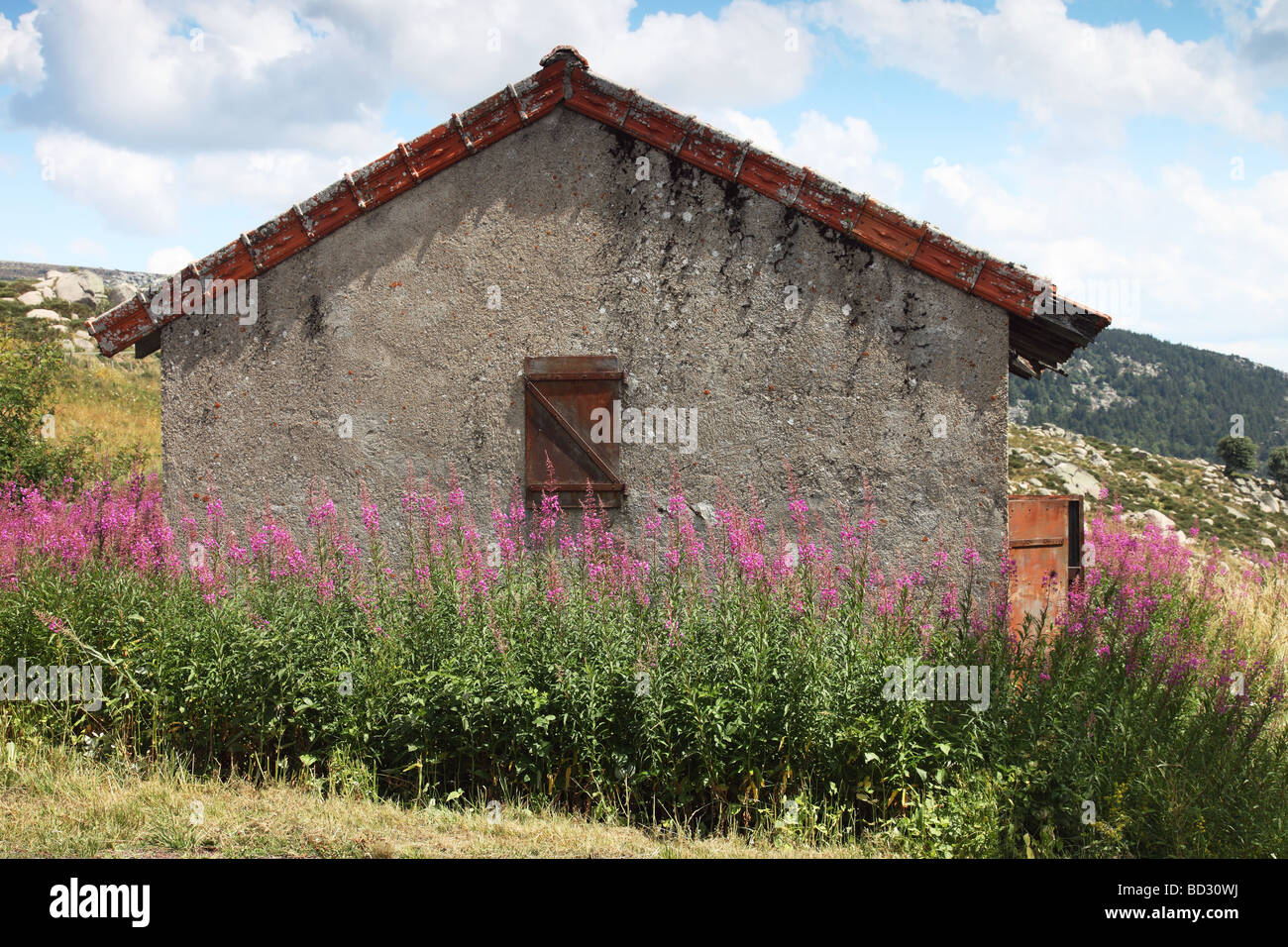 Alten Wirtschaftsgebäude umgeben von Rosebay Weidenröschen Blumen in der Nähe des Dorfes Finiels Cevennen Frankreich Stockfoto