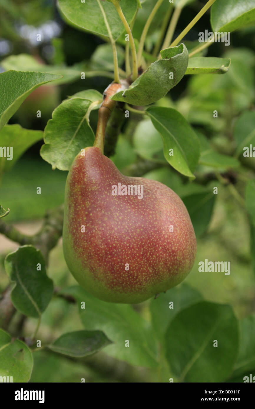 Eine einzelne Birne in einem Obstgarten in Kent Stockfoto