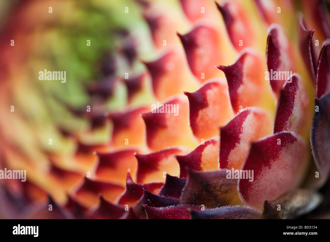 Von Sempervivum calcareum ir William Lawrence'. Hauswurz blatt Abstract Stockfoto