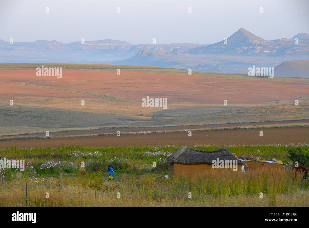 Basotho Ton Hütte, Kosmos Blumen gepflügt Maisfelder, Maluti Mountains in der Nähe von Bethlehem, Eastern Free State in Südafrika Stockfoto