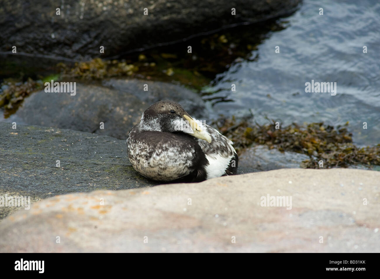 Eiderente Meer ruhen Stockfoto