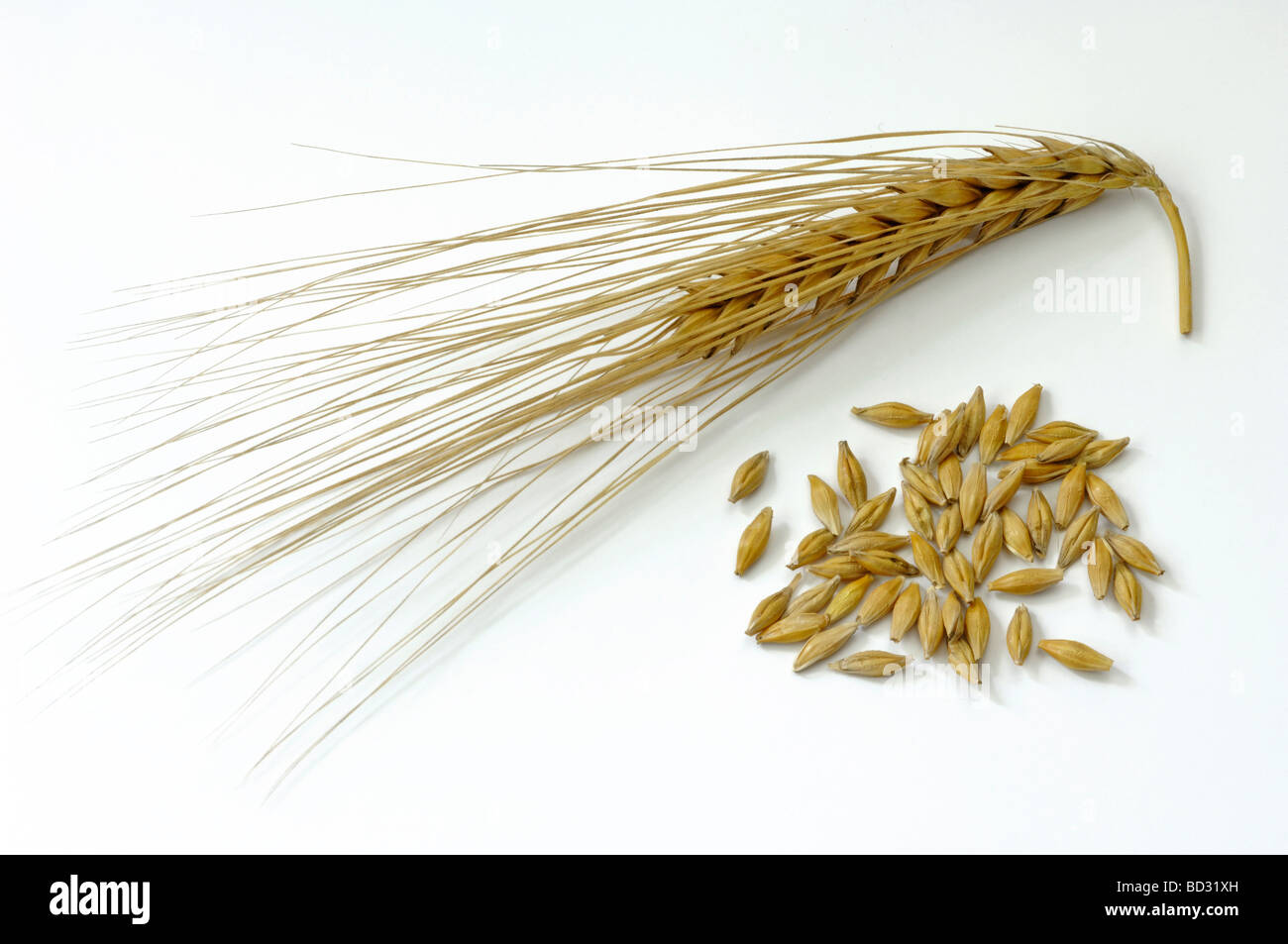 Gerste (Hordeum Vulgare), Reife Ohren und Samen, Studio Bild Stockfoto