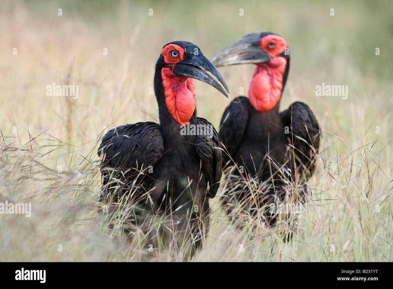 Südlichen Boden Nashornvögel Bucorvus Leadbeateri Krüger Nationalpark in Südafrika Stockfoto