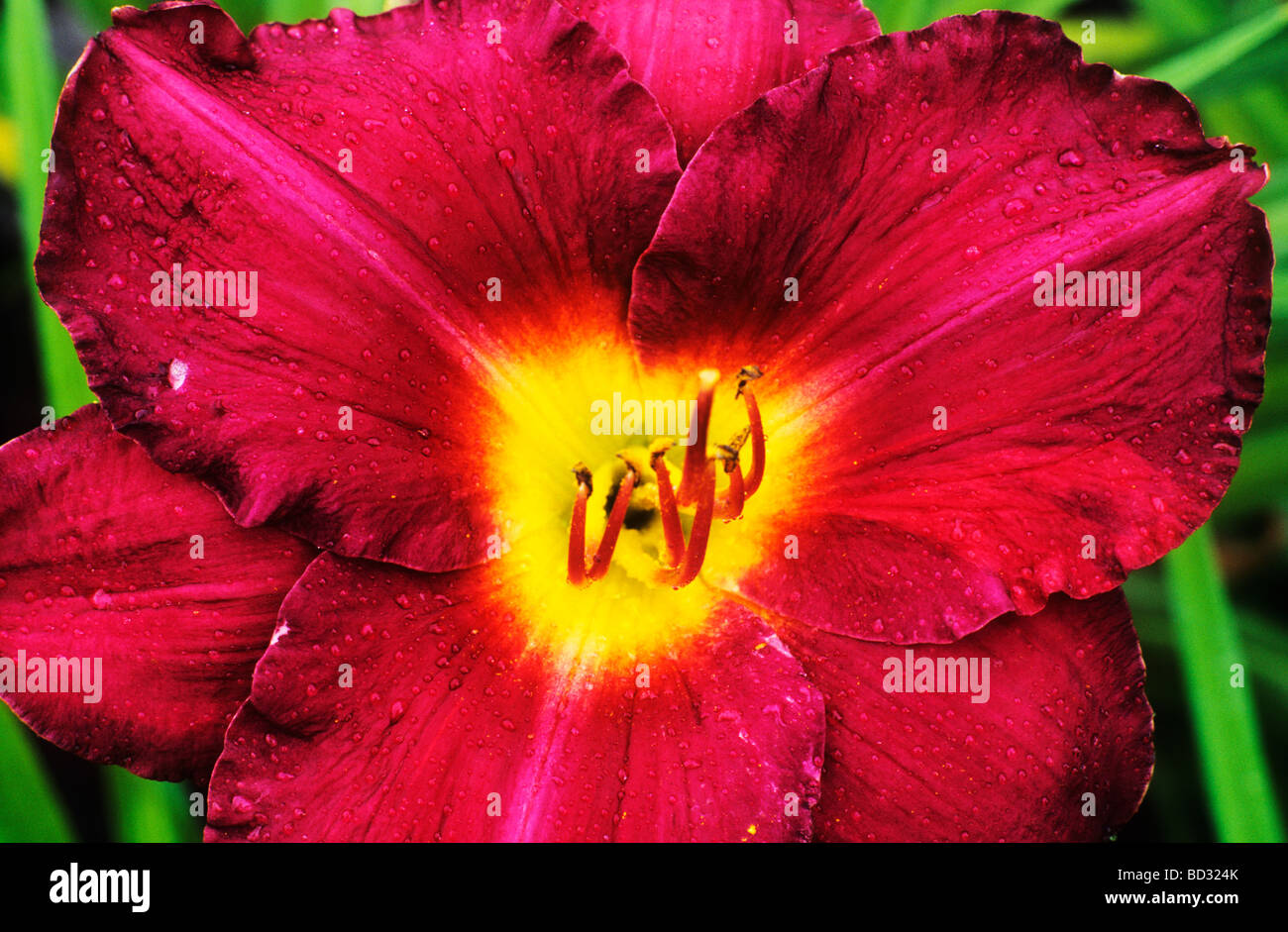 Hemerocallis "Bela Lugosi" rote Blume Blumen Garten Pflanze Pflanzen Tageslilie Stockfoto