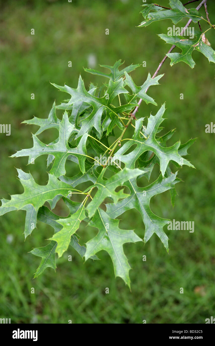 PIN-Eiche oder Sumpf spanische Eiche Baum Blätter, Quercus Palustris, Fagaceae, Lobatae Nordosten der USA, Nordamerika Stockfoto