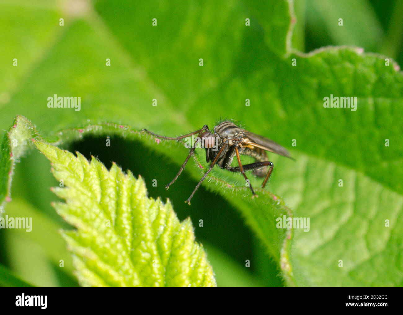 Tanz-Fliege (Emois Tessellata) Stockfoto