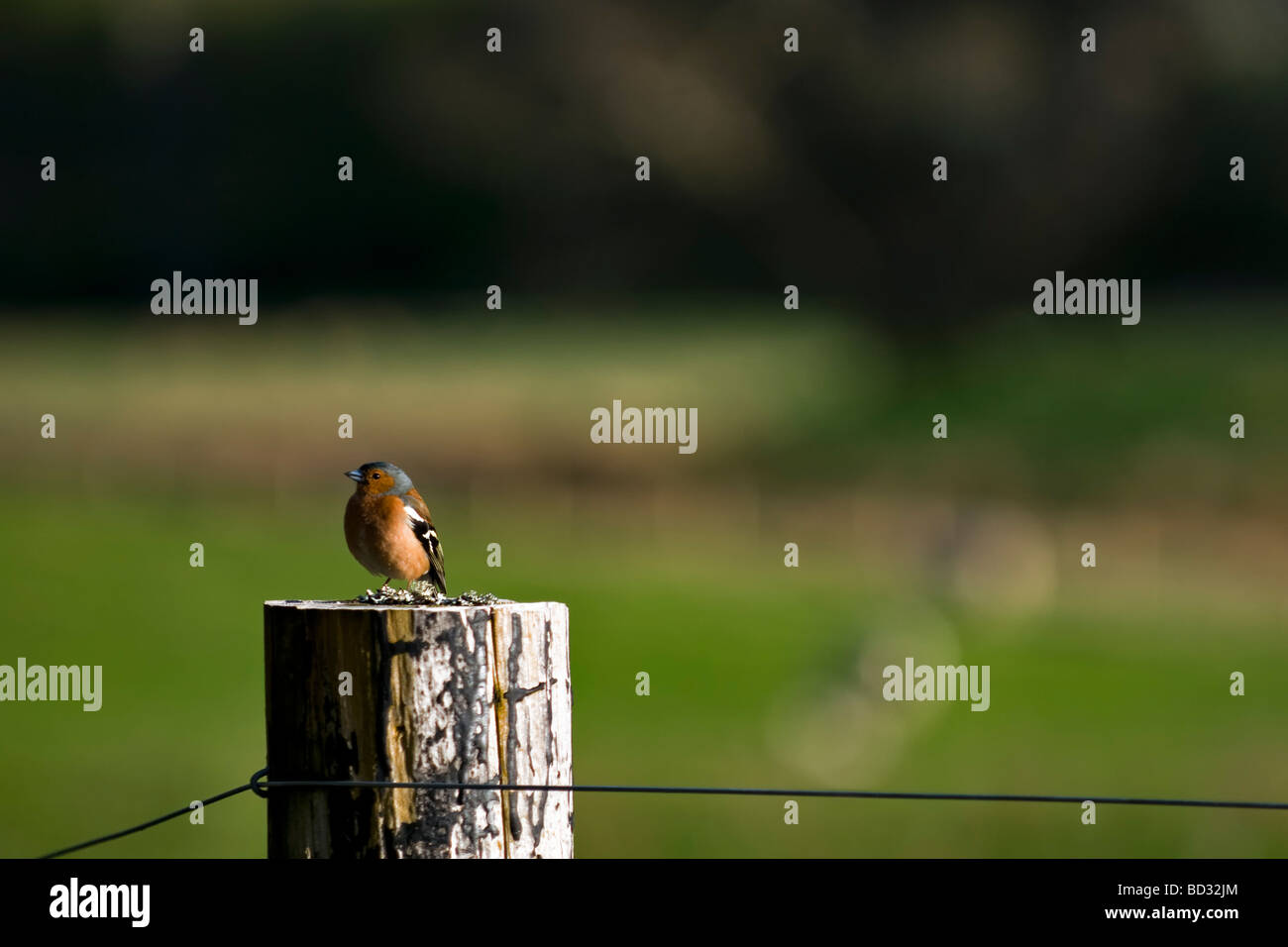 Männliche Buchfink Vogel saß auf einem Zaunpfahl, genommen in Glen Cassley im Norden Schottlands Stockfoto