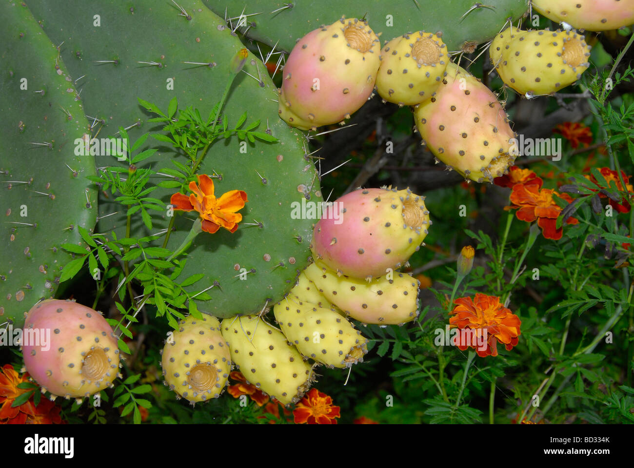 Hell rosa und gelb Feigenkaktus (mexikanische Apfel) Obst auf Kaktus verlässt mit orangen Blüten, umgeben von spitzen Dornen Stockfoto