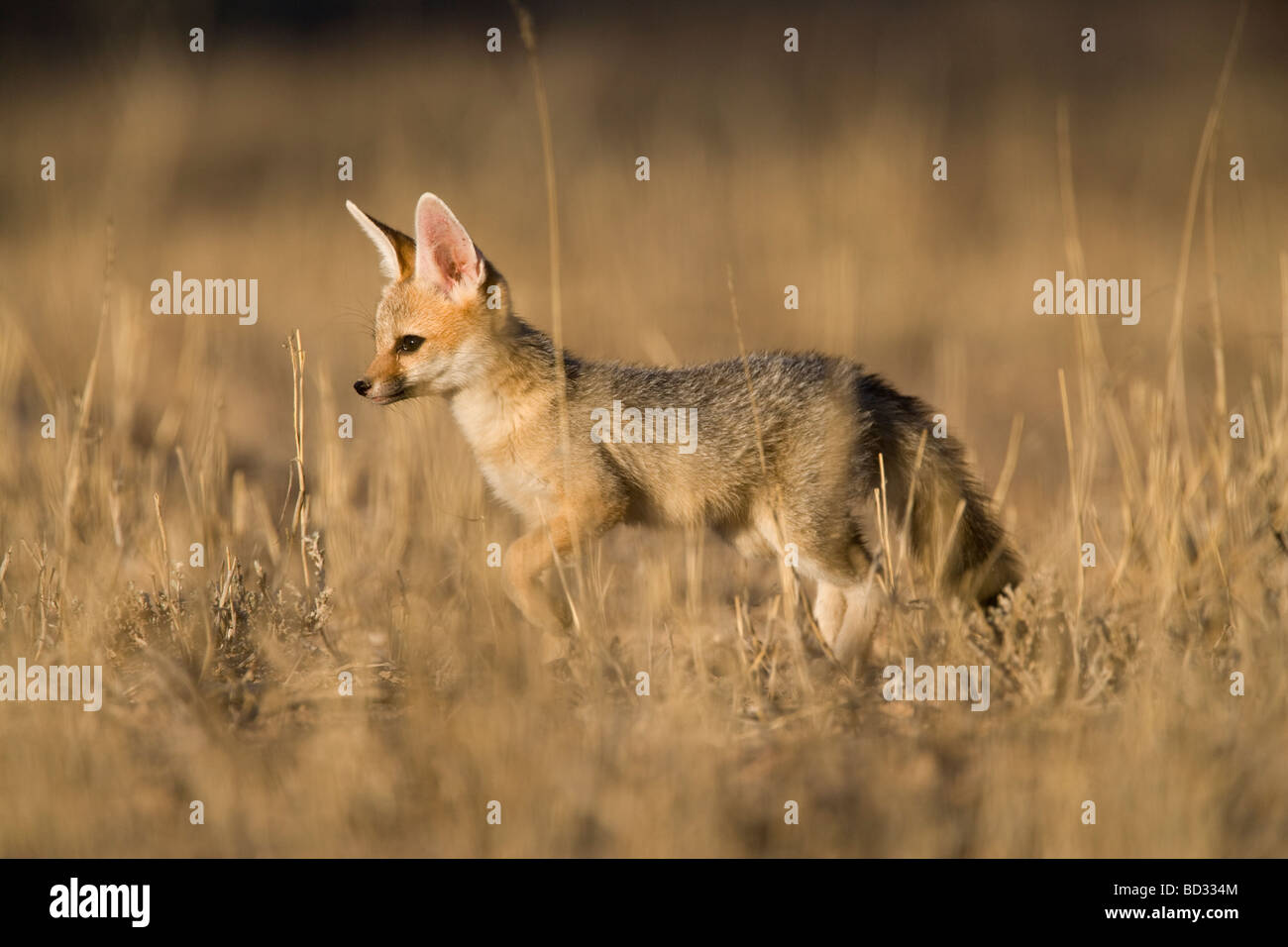 Cape Fox Cub Vulpes Chama Kgalagadi Transfrontier Park Northern Cape in Südafrika Stockfoto