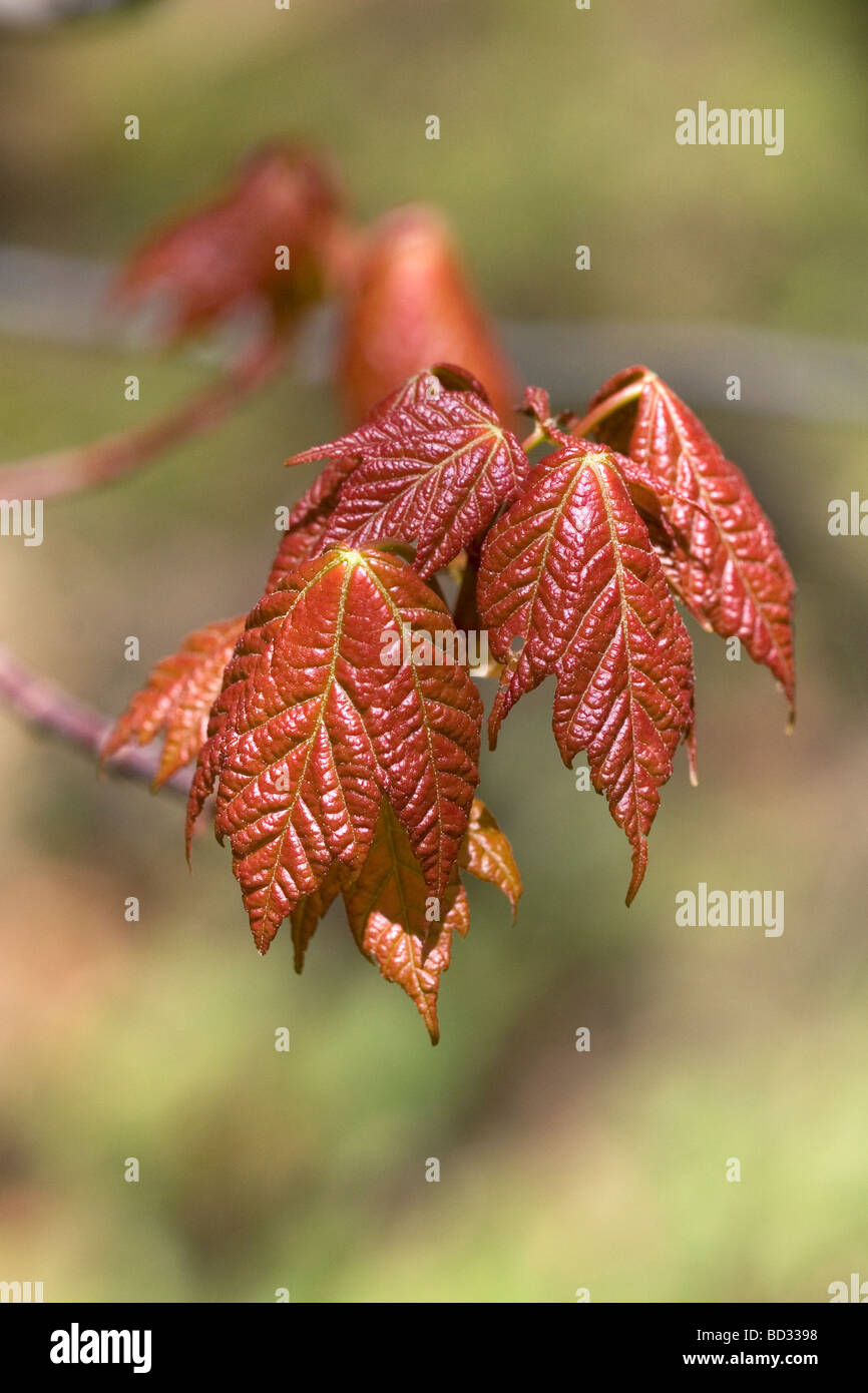 Frühling Ahorn-Blätter in der oberen Halbinsel von Michigan USA Stockfoto