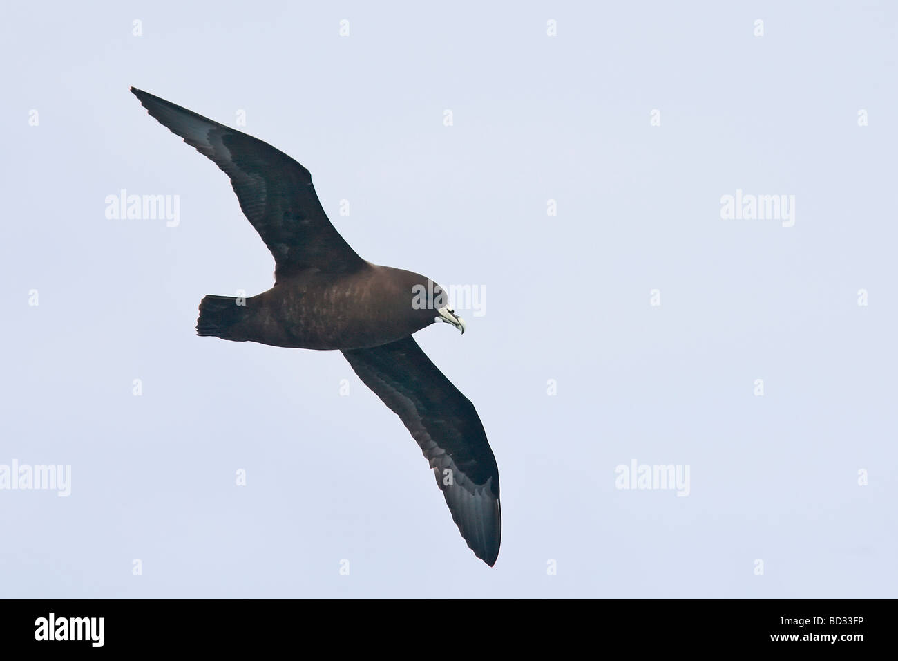 White-chinned Petrel im Flug Stockfoto