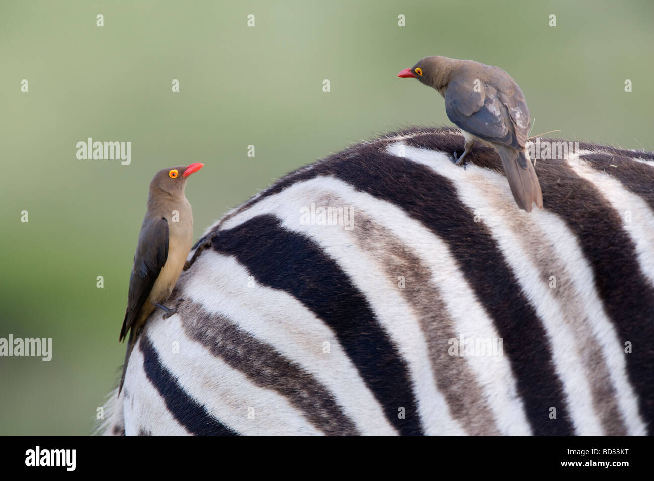 Redbilled Oxpeckers Buphagus Erythrorhynchus auf Zebra Ithala Ntshondwe Spiel reservieren Kwazulu Natal in Südafrika Stockfoto