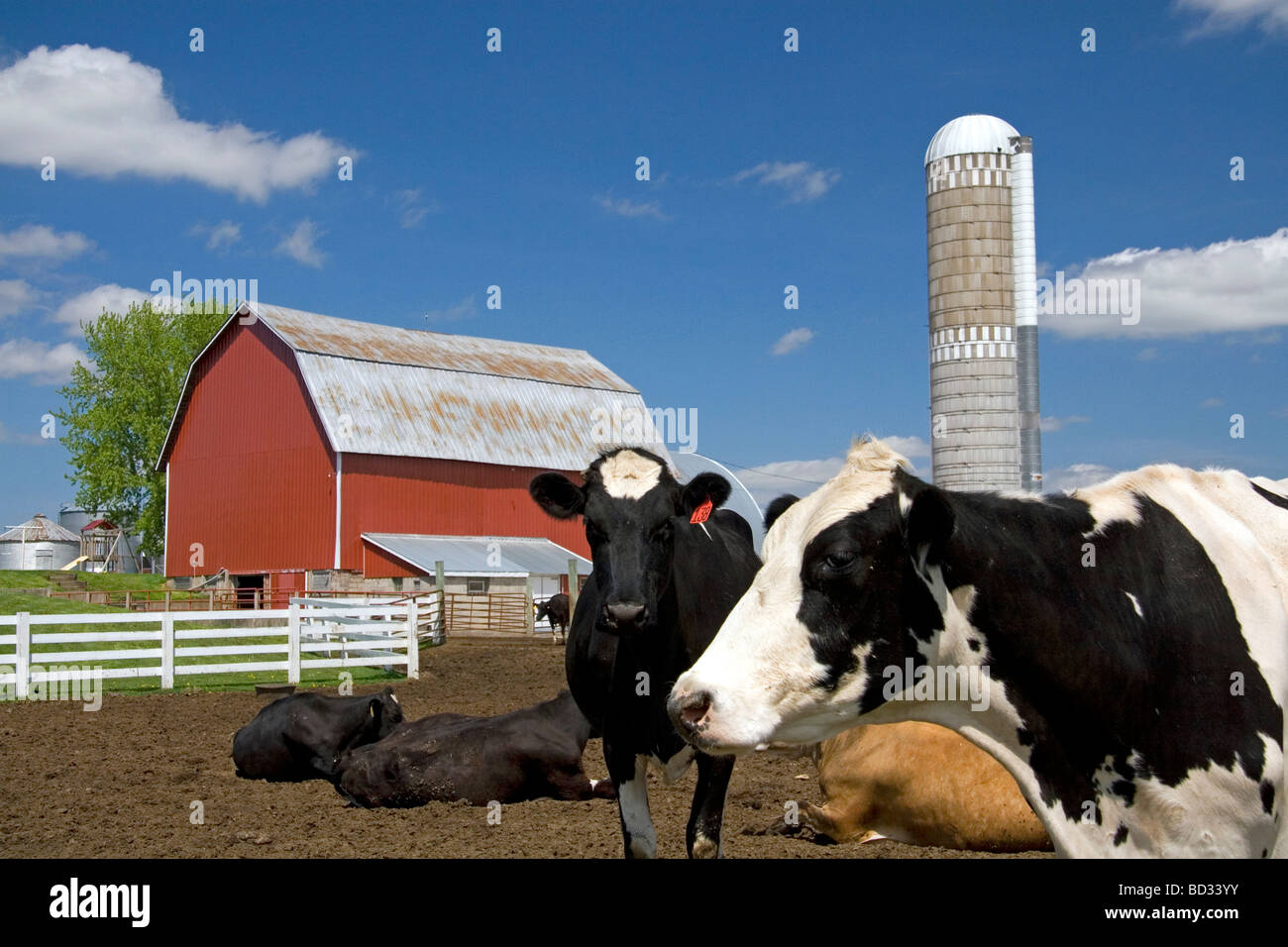 Kühe vor einem roten Scheune und Silo auf einer Farm nördlich von Arcadia Wisconsin USA Stockfoto
