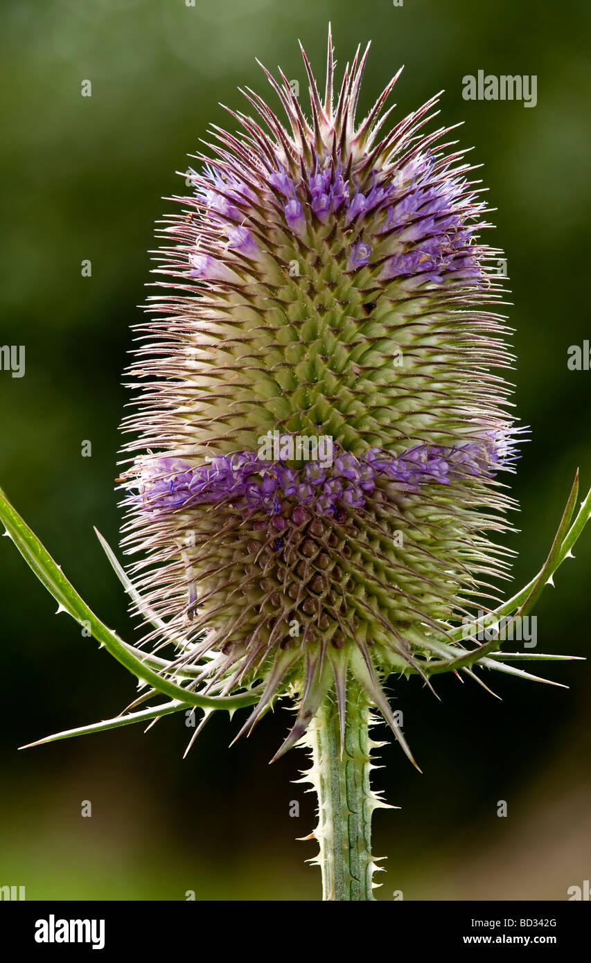 Karde Dipsacus Fullonum in Blüte mit Hintergrundbeleuchtung Stockfoto