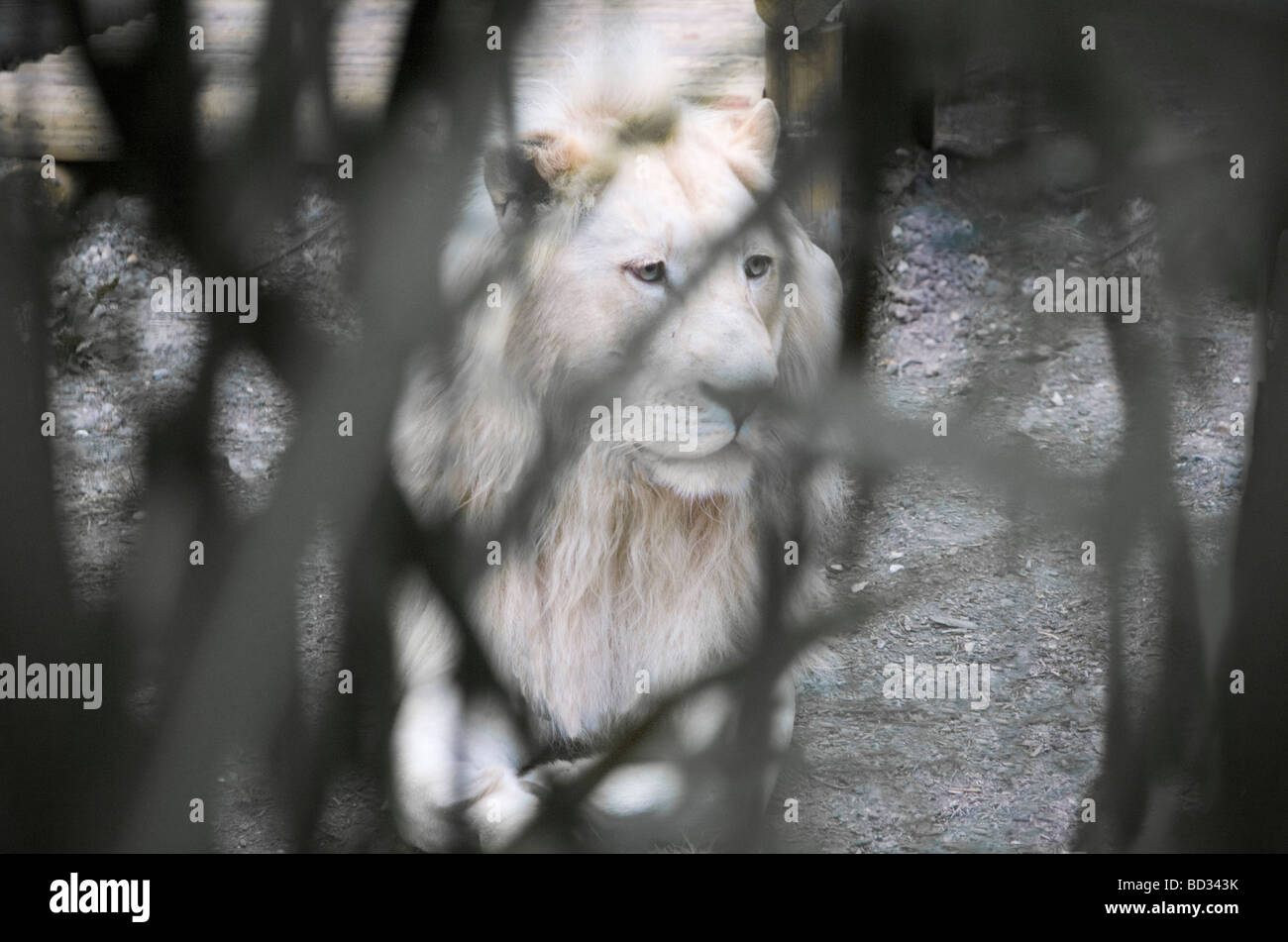 Weißer männlicher Löwe durch das Gras im Paradise Wildlife Park Stockfoto