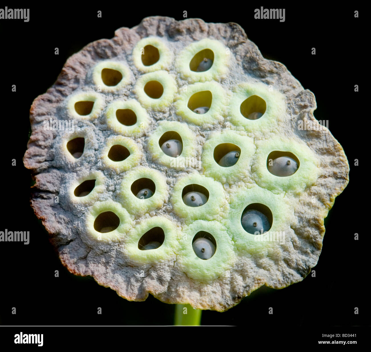 Beutiful natürliche Geometrie des Lotus-Blume-Pods Stockfoto