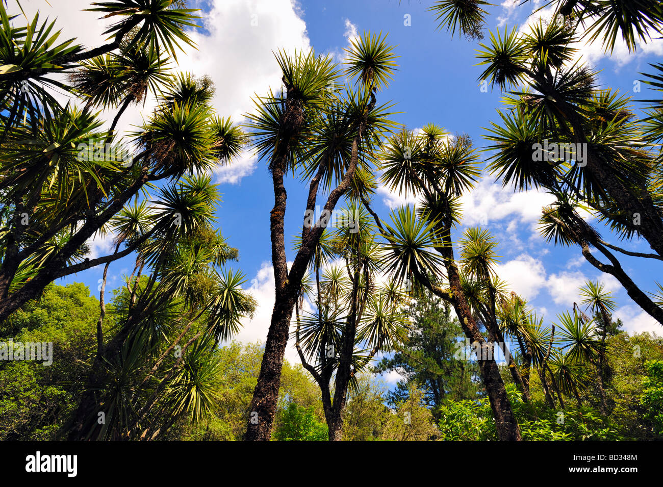 Cabbage Tree, Neuseeland Stockfoto